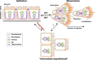 Born to Run? Diverse Modes of Epithelial Migration